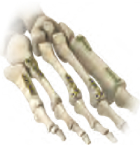 Foot Anatomy Visual