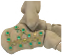 Calcaneus bone visual