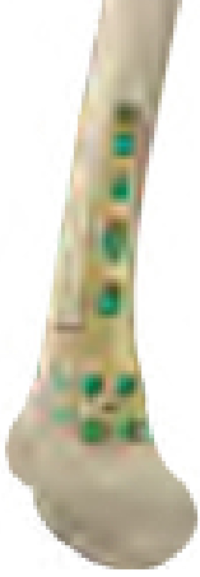 Bone visual P.62